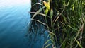 Reeds growing by river with calm pond water background with copy space Royalty Free Stock Photo