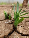 green leaves bursting out of the dry earth Royalty Free Stock Photo