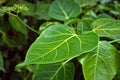 Green Leaves of Bush Close Up Natural Sunny Background