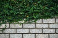 Green Leaves on old wall brick background Royalty Free Stock Photo