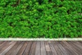 Green leaves or bush wall texture background with wooden floor. Royalty Free Stock Photo