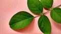 Green leaves of Butterfly Pea with pink background. Clitoria ternatea Royalty Free Stock Photo