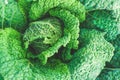 Green leaves of cabbage. Healthy food Royalty Free Stock Photo