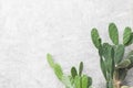 green leaves of Cactus plant on white wall background Royalty Free Stock Photo