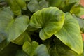 Green leaves of a calla lily or water lily, Zantedeschia aethiopica