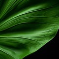 Close Up Green Leaf: Organic Contours And Naturalistic Landscape Backgrounds