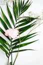Green leaves and carnation flower with pink edges on white