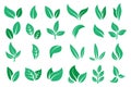 Green leaves. Cartoon tree mint and tea leaves for minimalistic logo, organic and bio symbol. Vector foliage silhouette Royalty Free Stock Photo