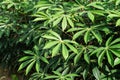 Green leaves cassava on branch tree