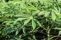 Green leaves cassava on branch tree