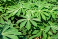 Green leaves cassava on branch tree