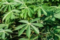 Green leaves cassava on branch tree