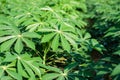 Green leaves cassava on branch tree