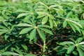 Green leaves cassava on branch tree