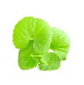 Green leaves of centella asiatica, asiatic pennywort,centella asiatica linn. tropical herb isolated on white background