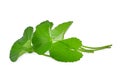 Green leaves of centella asiatica, asiatic pennywort,centella asiatica linn. urban. tropical herb isolated on white