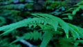 Green leaves of centipede type fern plant