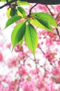 Green leaves with cherry blossoms background, sakura, nature, vertical Royalty Free Stock Photo