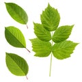 Green leaves of cherry and raspberry isolated on a white background. Royalty Free Stock Photo