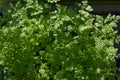 Green leaves of chervil plant. Spice herbs Royalty Free Stock Photo