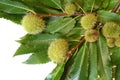 Green leaves of chestnut with curls isolated on white Royalty Free Stock Photo