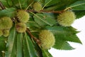 Green leaves of chestnut with curls isolated on white Royalty Free Stock Photo