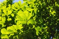 Green leaves on chestnut in the park