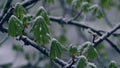 Green leaves of chestnuts in the snow