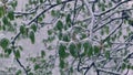 Green leaves of chestnuts in the snow
