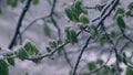 Green leaves of chestnuts in the snow