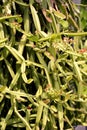 green leaves of a Cissus quadrangularis plant in the garden