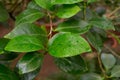 Green leaves of citrus tree with water drops