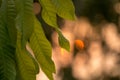 Green leaves with clearly vein skeleton of a leaves on silhouette background