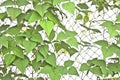Green leaves of climber plants on mesh trellis