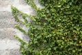 Green leaves of climbing common ivy growing on concrete wall