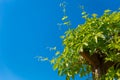 Green leaves of a climbing plant on a Sunny day against a blue sky. Background for the summer or spring season, green foliage, Royalty Free Stock Photo