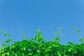 Green leaves of a climbing plant on a Sunny day against a blue sky. Background for the summer or spring season, green foliage, Royalty Free Stock Photo