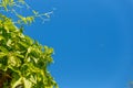 Green leaves of a climbing plant on a Sunny day against a blue sky. Background for the summer or spring season, green Royalty Free Stock Photo