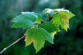 Green Leaves Close-up Royalty Free Stock Photo