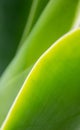 Green leaves close-up. Artistic background Royalty Free Stock Photo