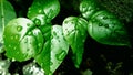 Green Leaves close up image in monsoon