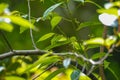 Green leaves close-up in summer. Luscious green leaves on tree branch in rainforest. Natural fresh foliage background