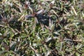 Green leaves, closeup, nature summer forest concept. Background green grass mat Royalty Free Stock Photo