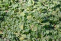 Green leaves, closeup, nature summer forest concept. Background green grass mat Royalty Free Stock Photo