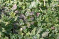 Green leaves, closeup, nature summer forest concept. Background green grass mat Royalty Free Stock Photo