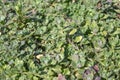 Green leaves, closeup, nature summer forest concept. Background green grass mat Royalty Free Stock Photo