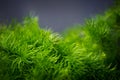 Green Leaves. Closeup and Selective Focus of Small Fern in front