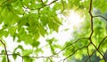 Green leaves closeup with the sun in the blurred background. Beautiful forest with bright sun shining through bough and leaf