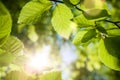 Green leaves closeup with the sun in the blurred background Royalty Free Stock Photo