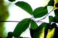 Green leaves closeup view background Royalty Free Stock Photo